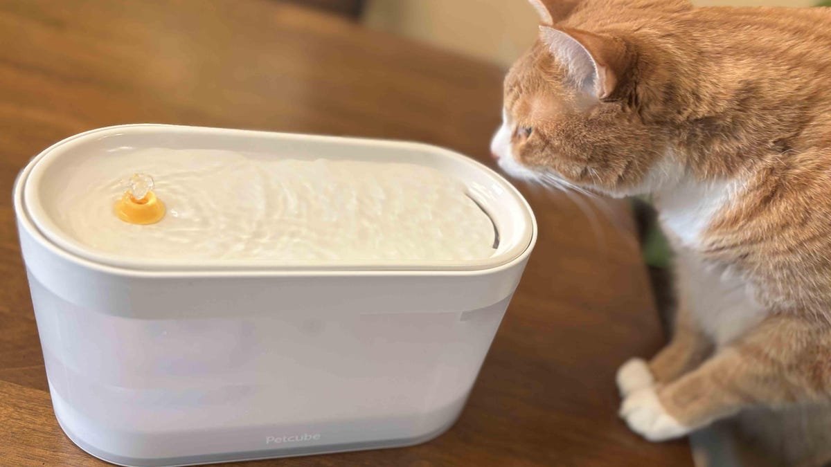 Best Cat Water Fountains of 2026: High-Tech Hydration