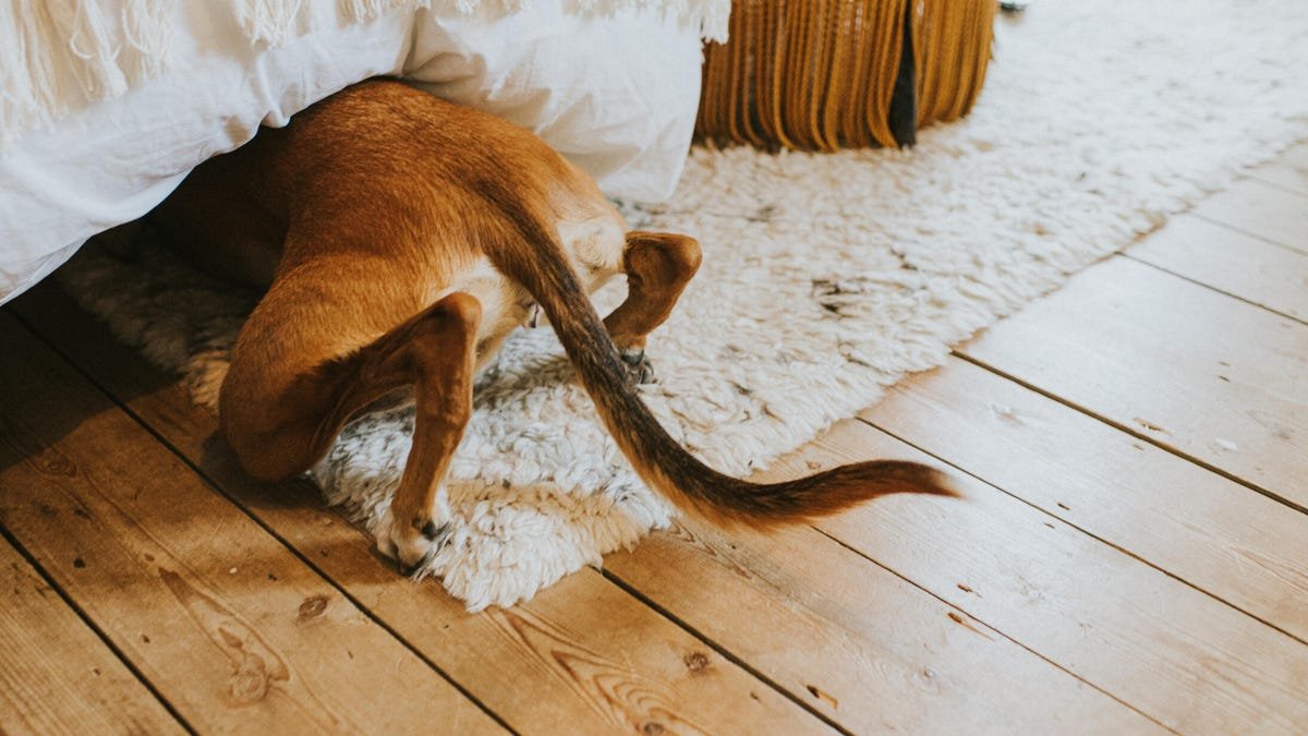 A dog hides under a bed with back quarters showing.