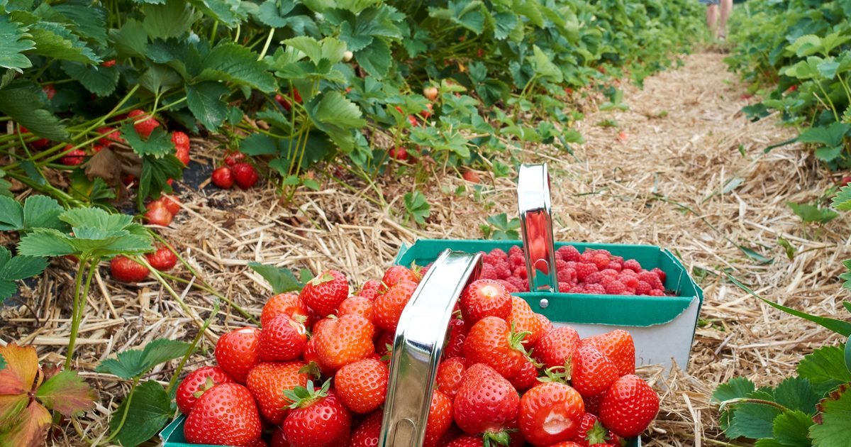 The Best Pick-Your-Own Strawberry Farms In The UK