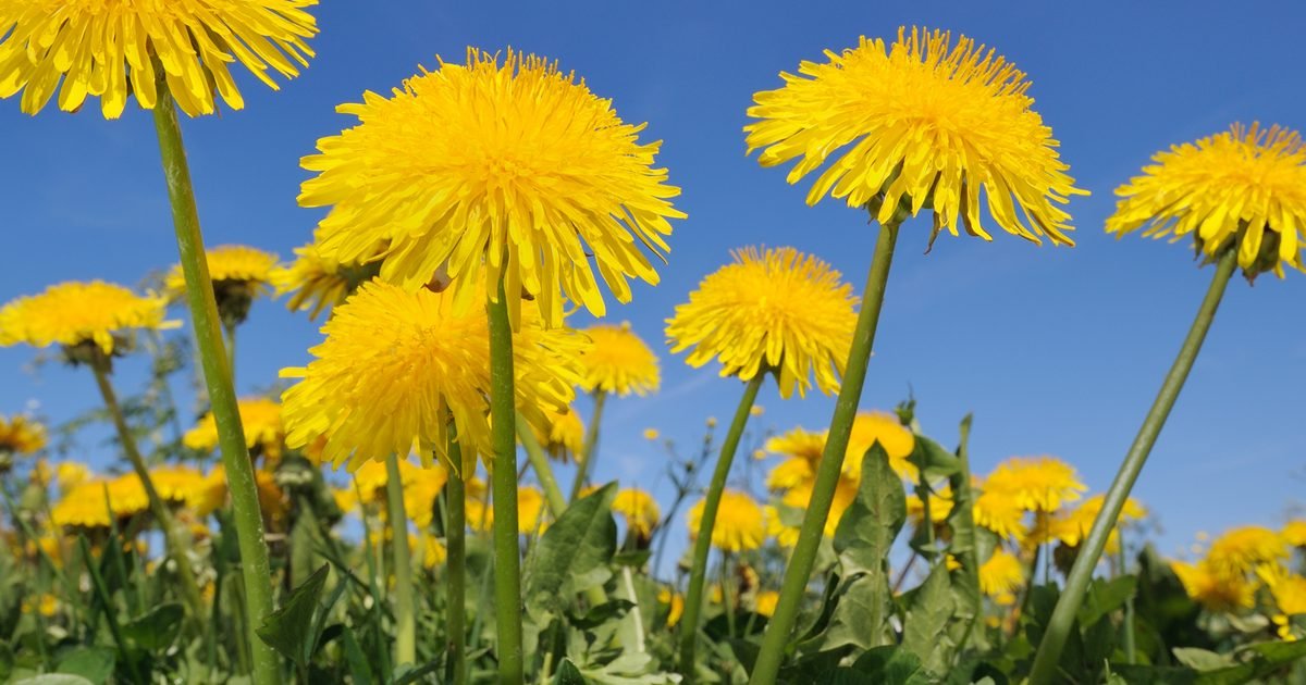 Health benefits of dandelion | Good Food